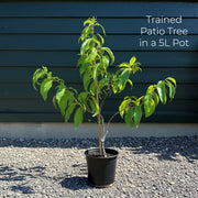 Gift Wrapped 'Brown Turkey' Fig Tree